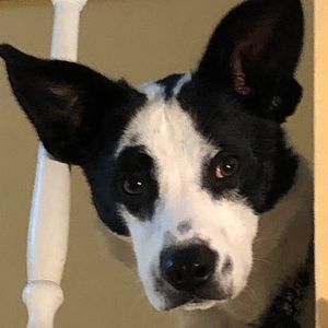 Meet your Posher, Barb